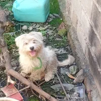 سگ پاکوتاه پشمالو