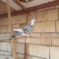 کبوتر پلاکی|پرنده|اشکذر, |دیوار