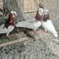 فروش سه کفترطوقی|پرنده|بجستان, |دیوار