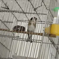 سهره نر بخون|پرنده|اندیشه, اندیشه فاز ۱|دیوار