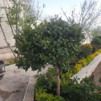 سنگ کار ماهر