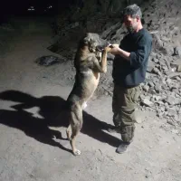 پژدر 10ماهه نر