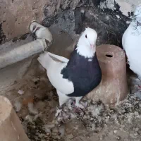 طوقی کاشونی|پرنده|خمینیشهر, |دیوار