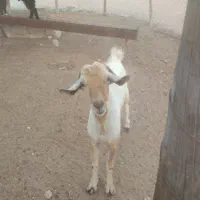 کهره نر