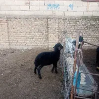 ۲رآس بره نر،بهترین جنس دار ،قزل افشار ،خوراک خور|حیوانات مزرعه|آق قلا, |دیوار