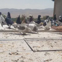 دسته کفتری