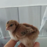 جوجه ی مرغ|حیوانات مزرعه|شیراز, پانصد دستگاه ارتش|دیوار