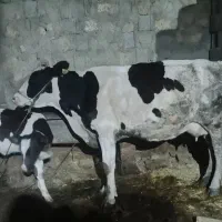 گاو شیری و گوساله