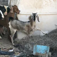 بز قیمت مناسب عسلویه|حیوانات مزرعه|عسلویه, |دیوار