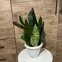 گل های زینتی اپارتمانی