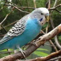 یک جفت مرغ عشق