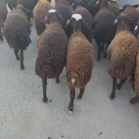 فروش بره ماده نژاد شال همگی دو قلو زا|حیوانات مزرعه|آباده, |دیوار