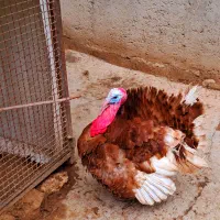 فروش بوقلمون بوربون نر،ماده، تخم