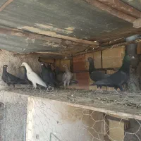 کفتر|پرنده|بیرجند, |دیوار