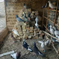 کفتربوم زدوخوردی