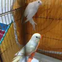 مرغ‌عشق‌هلندی