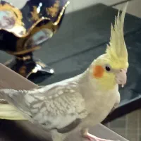 عروس هلندی ماده