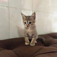 واگذاری گربه dsh