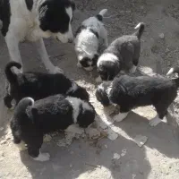 سگ ماچ گله ای