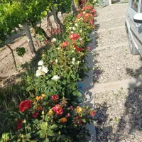 باغچه-ویلایی-جاده-سنتو