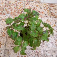 گلهای طبیعی|گل و گیاه طبیعی|خرمآباد, |دیوار