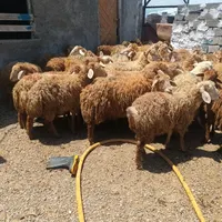 قوچ و قویون و بز نر