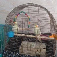 عروس هلندی