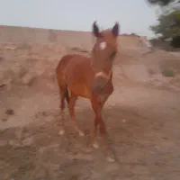 کره نریون یورقه