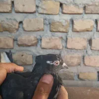 ماده دم سفید کاکلی|پرنده|فردوس (خراسان), |دیوار