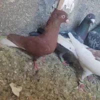 کبوتر کفتر جوجه سار سرخ دم سفید سبز زاغ موشی