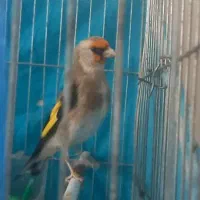 فروش یه دونه سهره  نر  جوون عتیقه|پرنده|فیروزکوه, |دیوار