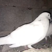 کبوتر فروشی