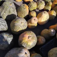 کدو حلوایی محصول کرمانشاه فروش یکجا|خوردنی و آشامیدنی|کاشان, پشت شهربانی|دیوار