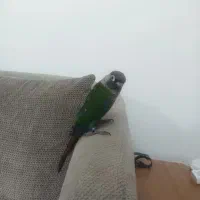 طوطی گریچیک سالم و دستی و خوش رنگ|پرنده|نیشابور, بنیاد شهید|دیوار