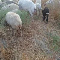 میش فروشی ارزوئیه|حیوانات مزرعه|ارزوئیه, |دیوار