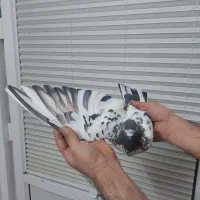 ماده گرفتنی درجه۱ خوش رنگ