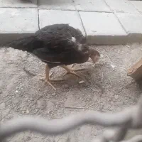 جوجه خروس لاری