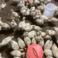 جوجه بوقلمون بیوتی۶زرین بیست روزه تا یکماهه|حیوانات مزرعه|شیراز, دروازه اصفهان|دیوار