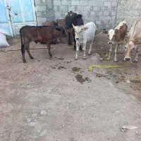 چند راس گاو و گوساله