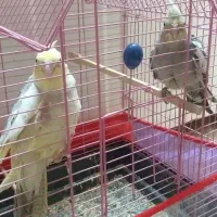 عروس هلندی|پرنده|ارومیه, |دیوار