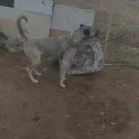 سگ سرابی|سگ|ماکو, |دیوار