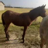 اسب ۱ساله|اسب و تجهیزات اسب‌سواری|چاف و چمخاله, |دیوار