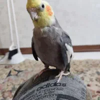 عروس هلندی نر