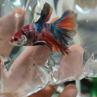 ماهی فایتر های جفت خورده و بالغ برای تکثیر|ماهی|مشهد, ولیعصر (شهرک غرب)|دیوار