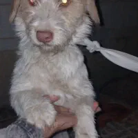 سگ پا کوتاه توافقی|سگ|نجفآباد, فاز ۲ شهرک آزادگان|دیوار