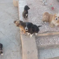 توله های میکس تریر و پامر|سگ|دامغان, |دیوار