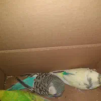 سه عدد مرغ عشق