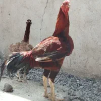 جوجه خروس ۱۱ماهه با اصل و نسب|حیوانات مزرعه|فاضل آباد, |دیوار