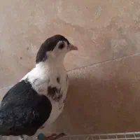 کفتر  صید پرشی کبوتر|پرنده|مشهد, امیریه|دیوار