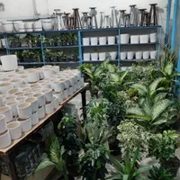 انواع گل طبیعی|گل و گیاه طبیعی|سبزوار, جهاد کشاورزی|دیوار